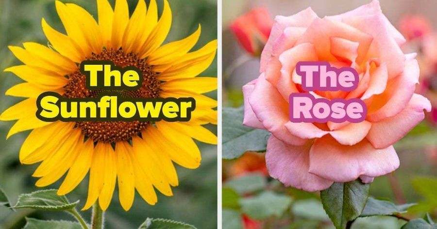 Take Quiz To Reveal What Flower 100% Fits Your Personality?